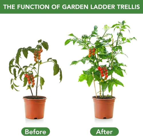 Miniatura 2 de SWANGSA Paquete de 6 enrejados de bambú de 24 pulgadas para plantas trepadoras, enrejado de bambú en forma de abanico, pepino, tomate, enrejado