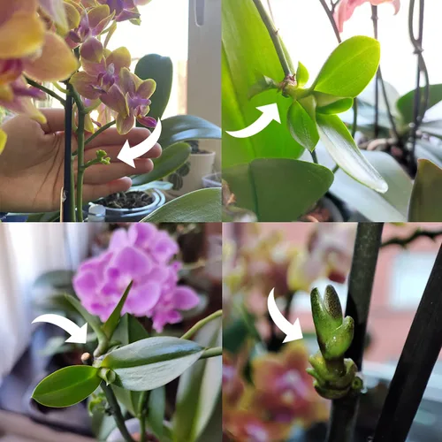 Miniatura 6 de Miracle Lab Pasta de clonación Keiki, fórmula especial de citoquinina que da una nueva orquídea bebé (Keiki) en semanas, se puede utilizar en todo