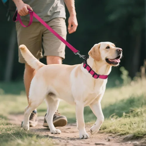 Miniatura 6 de Joytale - Collar reflectante para perro, collar de nailon transpirable con acolchado de neopreno suave para mascotas, ajustable para perros Rosa