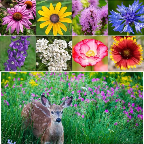 Miniatura 8 de Seed Needs Mezcla de semillas polinizadoras Mezcla de miel de abejas Flores silvestres A granel 1 onza 12,500+ semillas originales 20 variedades