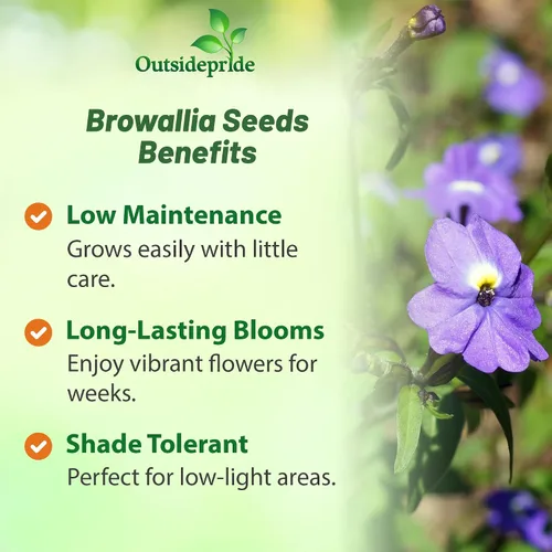 Miniatura 3 de Outsidepride Browallia - Semillas de flores americanas, 5000 unidades, anuales, flores azul cielo, reliquia, sin OMG, contenedor y planta de jardín
