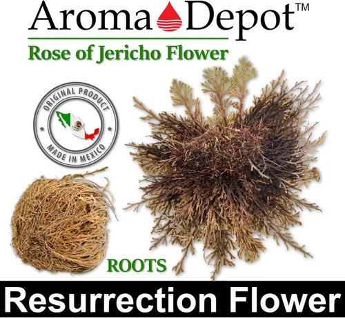 Miniatura 7 de ONE - Flor de Jericó Flor de Jericó - Planta de Resurrección Selaginella Lepidophylla Rosa Seca I Rosa Sagrada I Planta Doradilla 2.5