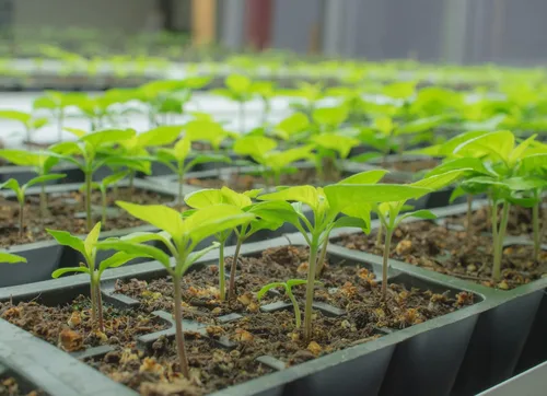 Miniatura 5 de Pepper Joe's Carolina Reaper Seeds - Paquete de 10 semillas de chile más calientes del mundo, cultivadas en Estados Unidos, semillas de Carolina