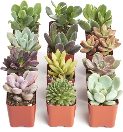 Shop Succulents Colección única de plantas suculentas – Mini plantas suculentas vivas, bajo mantenimiento, colores y texturas excepcionales,