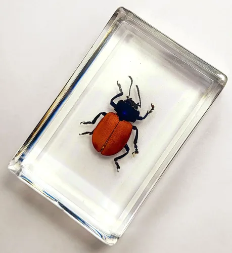 Miniatura 15 de Escarabajo británico Chafer de rosa real de 1.732 pulgadas en resina de lucita cristalina, muestra preservada de cetonia aurata, insectos