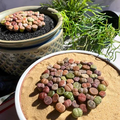 Miniatura 4 de Lithops Mezcla aleatoria de plantas suculentas vivas raras, 30/50/100 piezas de plantas suculentas vivas, raíz desnuda sin tierra de maceta