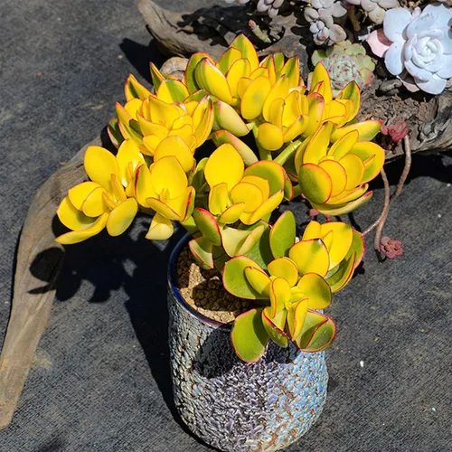 Miniatura 3 de Sprout N Green Golden Jade - Crassula Ovata 'Hummel Sunset', rara planta suculenta linda totalmente enraizada en maceta de 2 pulgadas con tierra