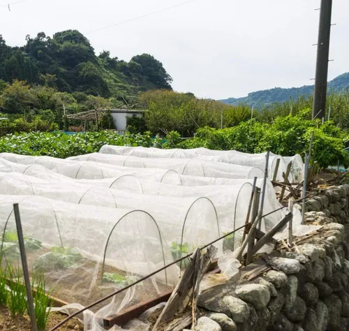Miniatura 4 de Barrera de Malla de Jardín contra Plagas: 4 x 10 pies de Malla Fina contra Insectos para Protección de Jardín, Cubierta de Hileras, Malla para Camas