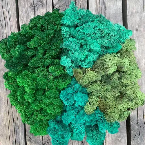 Miniatura 28 de Musgo de Reno Preservado Verde Natural Kit de Bricolaje Arte de Jardinería Decoración de Pared Decoración de Floristería Decoración de Mesa