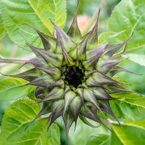 Miniatura 45 de Eden Brothers Semillas de girasol - Autumn Beauty