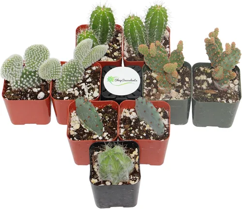 Miniatura 4 de Shop Succulents Colección Cool Cactus de plantas suculentas vivas, paquete variado seleccionado a mano de cactus Colección de macetas de 9 en 2