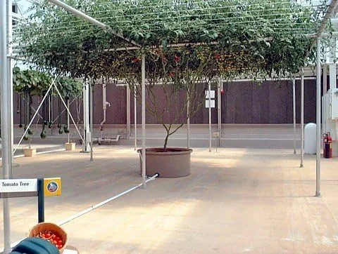 Miniatura 2 de Rare Italian Tree Tomate 15 Semillas - ¡Crece 25 pies de alto!