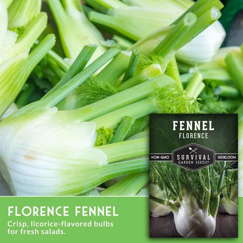 Miniatura 3 de Semilla de hinojo para plantar – 1 paquete con instrucciones para cultivar hinojo de Florencia (Finnochio) en el huerto de tu hogar – Variedad