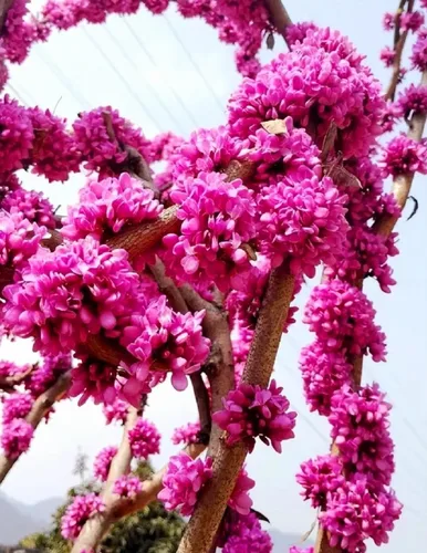 50 semillas de árbol Redbud Arbusto Cercis o Bonsái Rosa Púrpura Flor Semillas Raras