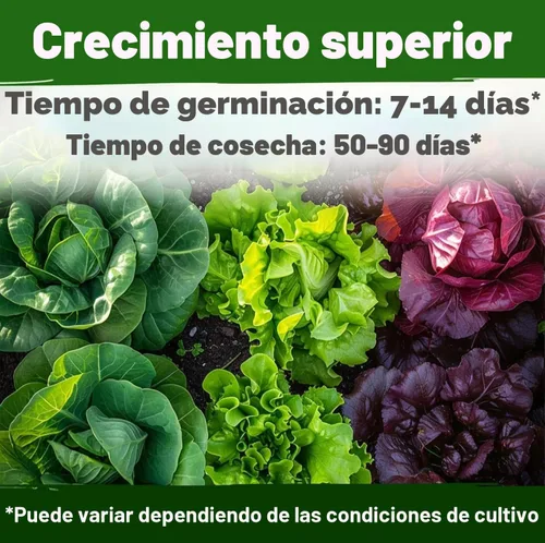 Miniatura 4 de HOME GROWN Más de 21,600 semillas de lechuga para plantar, 20 variedades de reliquia, sin OMG de EE. UU., Romaine, Butterhead, Iceberg, lechuga