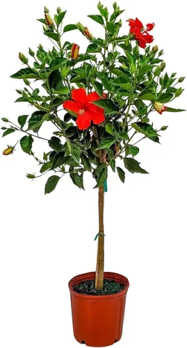 Miniatura 9 de Árbol de Hibisco Vivo Trenzado Fiesta - Altura total de 34" a 38" - Tropical Plants of Florida (Planta en maceta de cultivo)