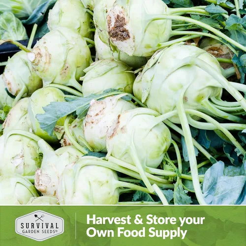 Miniatura 5 de Survival Garden Seeds - Semilla de colinabo blanco de Viena para plantar - Paquete con instrucciones para plantar y cultivar verduras crucíferas