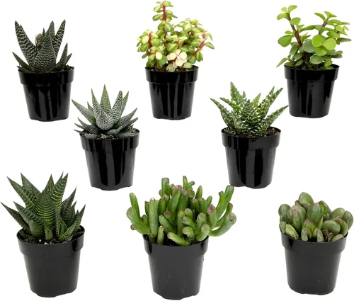 Miniatura 7 de Altman Plants, plantas suculentas variadas vivas para el hogar (paquete de 8), plantas suculentas para el hogar y la oficina, plantas vivas