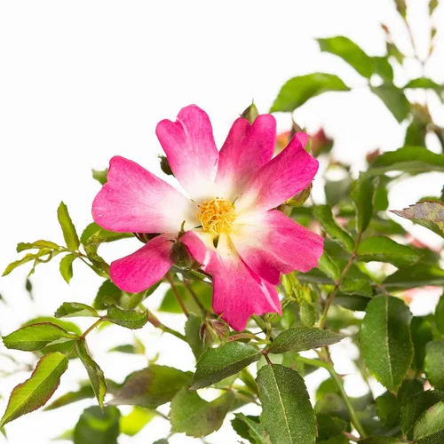 Miniatura 4 de Perfect Plants Perfect Plants Rosa Drift Rose Tree de 3 a 4 pies Árboles vivos para plantar al aire libre Flores que reflorecen durante todo
