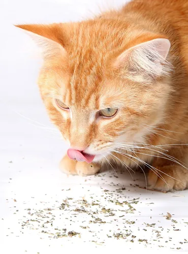 Miniatura 8 de Hierba gatera, mezcla premium segura para gatos, infundida con la máxima potencia por la que tu gatito seguramente se volverá loco (1 taza)