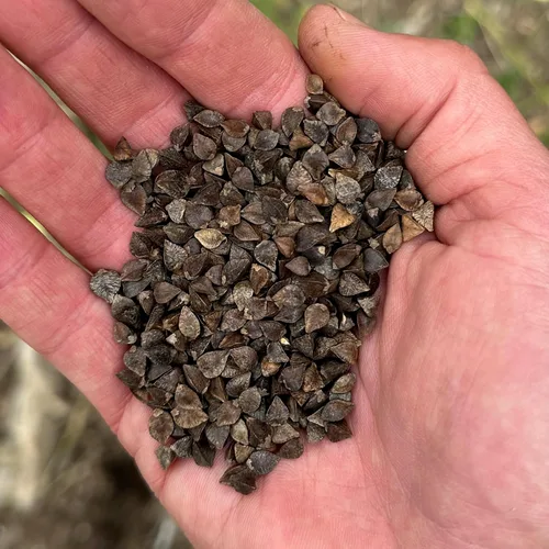 Miniatura 2 de Plant Good Seed Semillas orgánicas de trigo sarraceno, paquete de 125, semillas tradicionales para plantar verduras, granos, brotes, suministros
