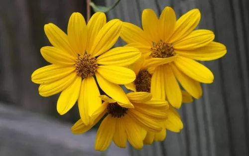 Semillas de girasol de pantano Helianthus Angustifolius (250 semillas), sin OMG, semillas siempre frescas, siembra de semillas para tu jardín de