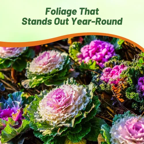 Miniatura 6 de Outsidepride Semillas ornamentales de col rizada – 1000 unidades. Anuales, fáciles de cultivar y resistentes al frío, semillas de flores