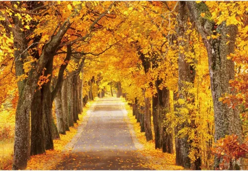 Miniatura 10 de Telón de fondo de otoño de 5 x 3 pies para sesión de fotos, tablero de madera de otoño para fotografía, decoración de pared de Acción de Gracias