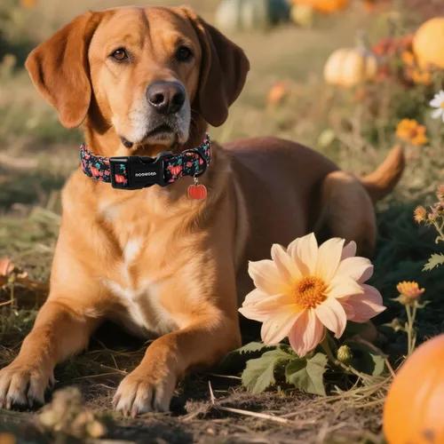 Miniatura 5 de DOGWONG Collar de otoño para perro, collar de calabaza floral ajustable suave para Halloween, collar de perro para mascotas, lindo collar