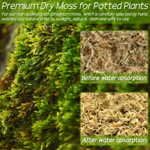 Miniatura 5 de ZeeDix 1.5 kg de musgo premium de turba sphagnum a granel, fibra larga seca para orquídeas, musgo de turba sphagnum para plantas