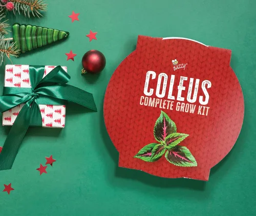 Miniatura 5 de BUZZY Seeds Coleus - Kit de cultivo de plantas de interior, cubo de jardín de metal blanco con semillas de siembra y medio de cultivo, juego