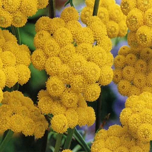 Miniatura 9 de Outsidepride Blue Ageratum Seeds - 5000 semillas anuales de flores para plantar con flores vibrantes y peludas, fáciles de cultivar y tolerantes a