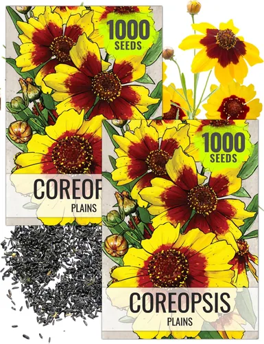 Miniatura 9 de Seed Needs Coreopsis Plains - Semillas para plantar flores amarillas al aire libre, 1 paquete