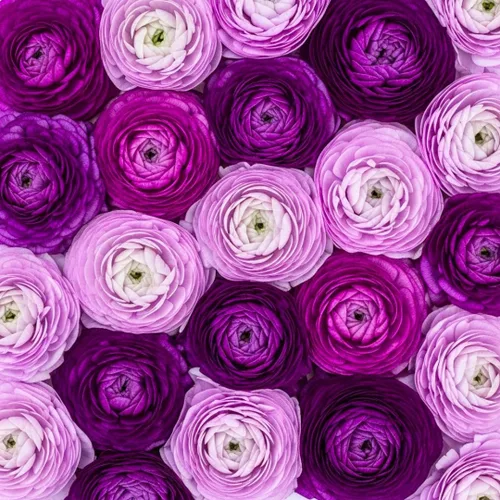 Bulbos de ranúnculo púrpura para plantar - Color impresionante y flores duraderas, fáciles de cultivar (5 bulbos)