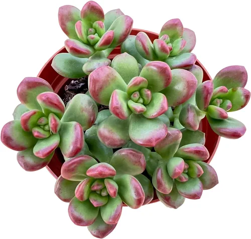 Miniatura 22 de Cotyledon Pendens de 4 pulgadas, suculenta viva completamente enraizada en macetas con mezcla de tierra, planta doméstica rara para la decoración