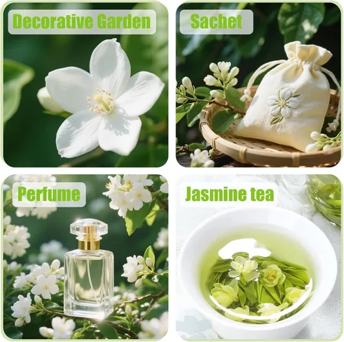 Miniatura 3 de Más de 150 semillas de flores de jazmín trepadoras para plantar, fáciles de cultivar, sin OMG, flores fragantes de alta germinación para el jardín