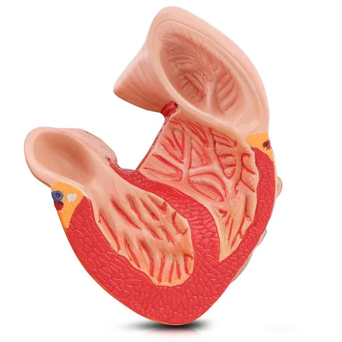 Miniatura 3 de SKUMOD Modelo de corazón humano 1:1, tamaño real de 2 partes de corazón numerado preciso que muestra 48 estructuras internas anatómicas