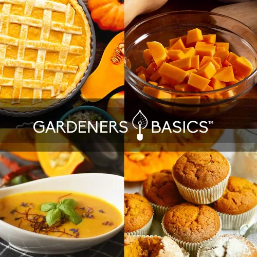 Miniatura 5 de Gardeners Basics, Semillas de calabaza para plantar – 5 variedades Baby Boo, Giant Big Max, Jack Be Little, Jack O Lantern, pastel de azúcar, ideal