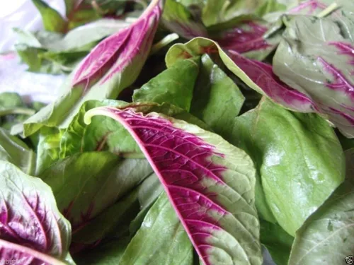 Miniatura 2 de Verduras de hoja, semillas de amaranto "Red" belleza chino espinacas Yin Cho o Callaloo.