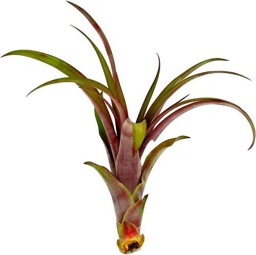 ragnaroc Air Plants - Tillandsia Red Capitata, grande de 5-7 pulgadas, 1 unidad, llegada en vivo garantizada, plantas de interior para decoración