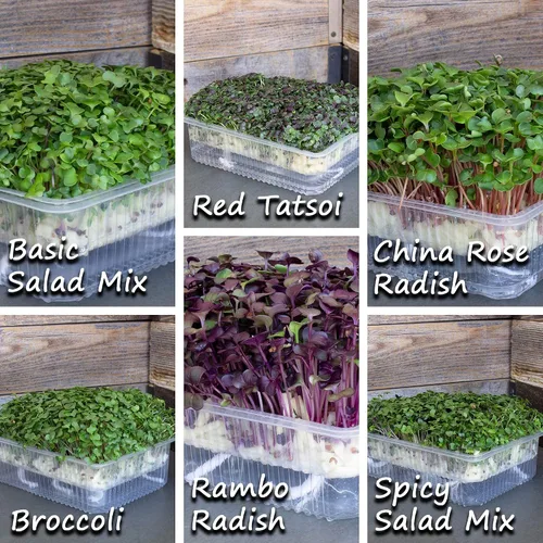Miniatura 4 de Kit de microverduras de interior con riego automático - Kit de cultivo de microverdes hidropónicos para semillas de vegetales y semillas de hierbas