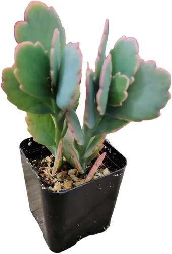 Miniatura 3 de Plantas suculentas de cactus vivos de USKC (maceta de 2 pulgadas Kalanchoe Fedtschenkoi/vieiras de lavanda)