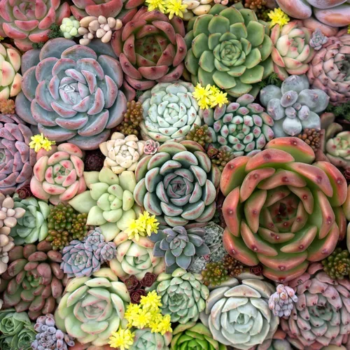 Miniatura 6 de Mountain Crest Gardens Echeveria - Paquete variado de suculentas – 20 plantas de roseta vivas, múltiples variedades, enraizadas en macetas de 2