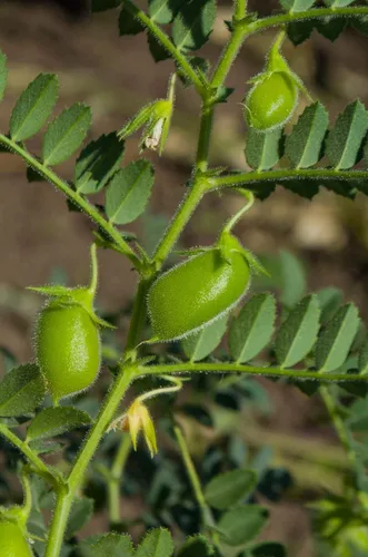 Miniatura 7 de Lentejas rojas divididas, 3 libras – Masoor Dal, secas, veganas, kosher, a granel. Fácil de cocinar. No requiere remojo. Buena fuente de fibra