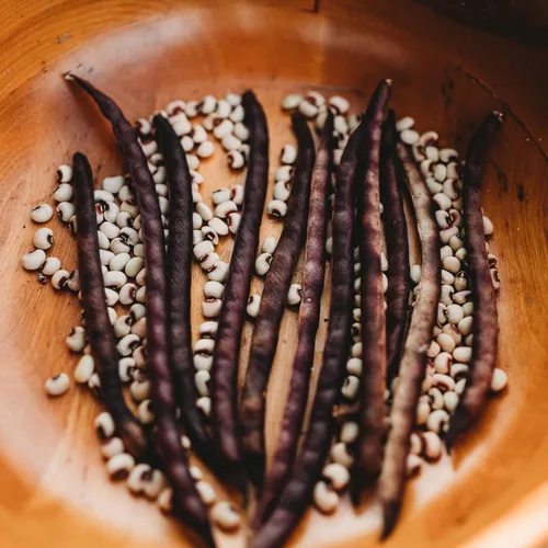 Miniatura 3 de Cabrí de cáscara morada de ojos rosados, 4 onzas a granel (~550 semillas) – Variedad de guisantes de campo sureño heredero, cultivadas en Estados