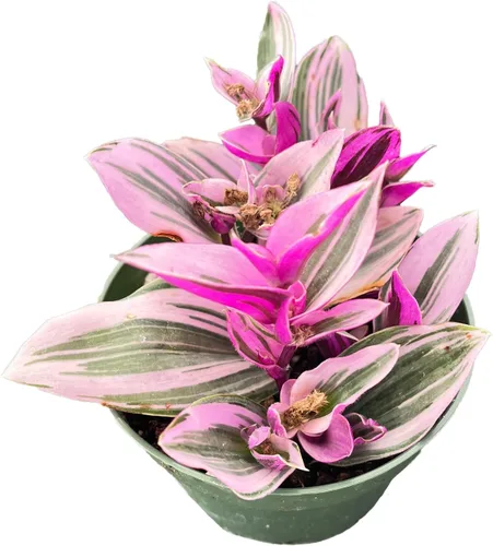 4" Plantas suculentas vivas Tradescantia Nanouk, suculentas en maceta de fácil cuidado, planta de interior, regalos únicos, decoración para el hogar