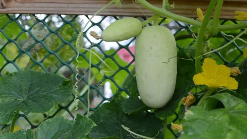 Miniatura 3 de Semillas de pepino blanco en vinagre Heirloom vegetal no transgénico