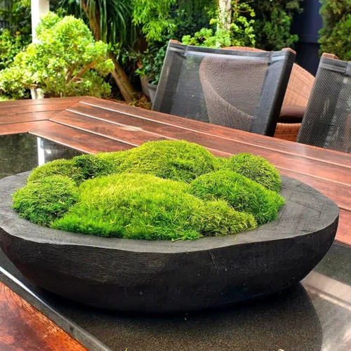 Miniatura 2 de Cojín Almohada de Musgo de Poste Preservado Color Verde Natural Decorativo Verde Natural Real Kit de Bricolaje Terrarios Arte de Jardinería 2-verde