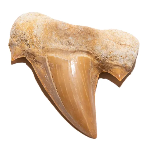 Miniatura 7 de KALIFANO Auténtico fósil de trilobite grande de artrópodo Calymene de Marruecos - Trilobita marina/Calymene para colecciones de fósiles y fines