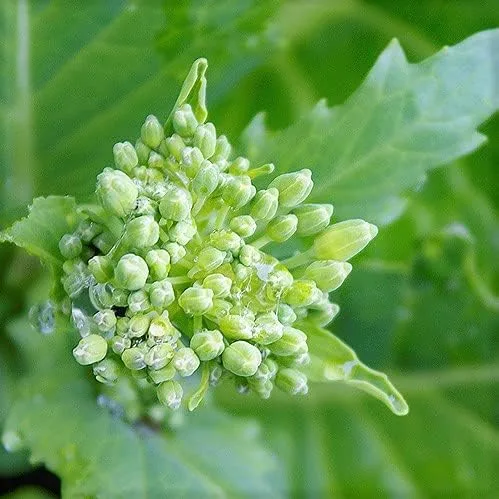 Semillas de brócoli Raab, Rapini, reliquia, sin OMG, 50 semillas, delicia culinaria, Country Creek Acres